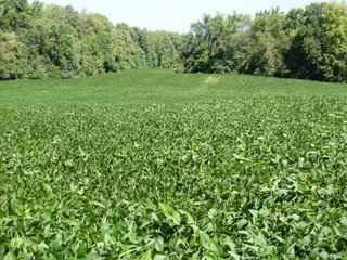Property photo 2 - 77 Acres Offered in 5 Tracts - Real Estate Auction